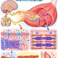Illustration montrant le processus de contraction musculaire dans les fibres musculaires au cours de l'exercice.